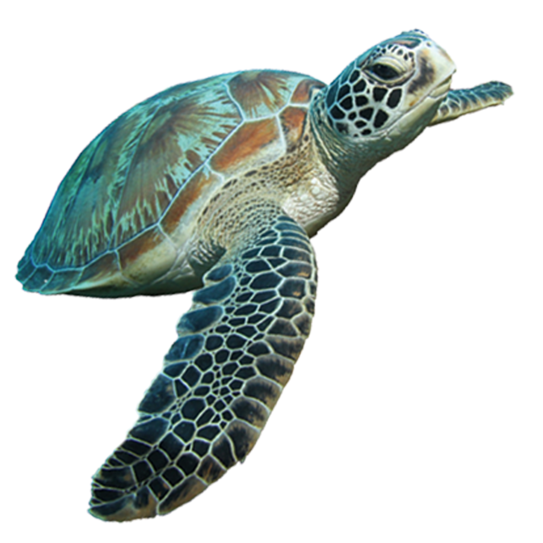 Turtle Png HD Free Download