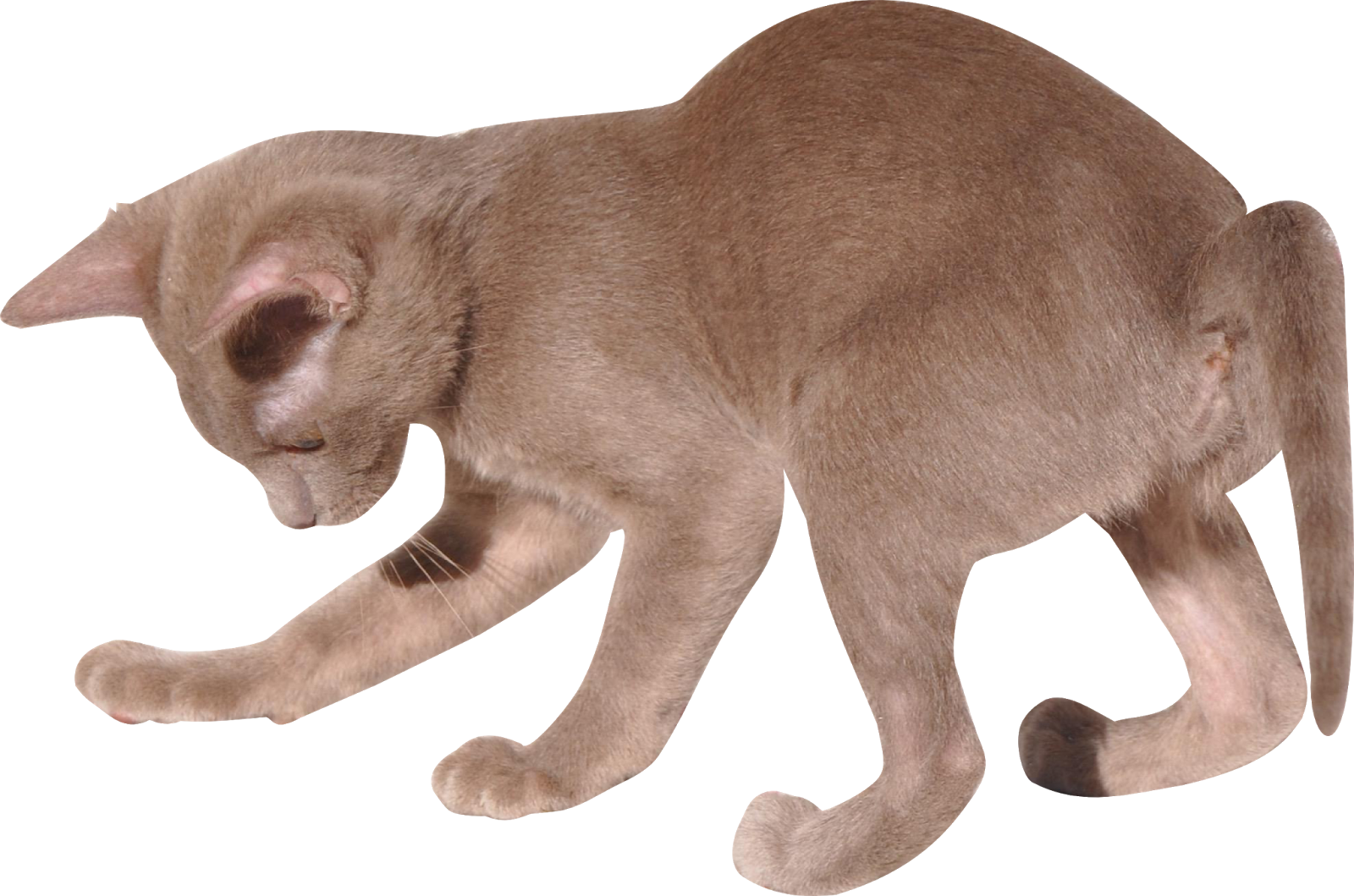 Cute Kitten Transparent Png HD Free Download