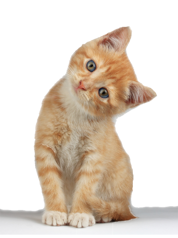 Cute Kitten Png HD Free Download