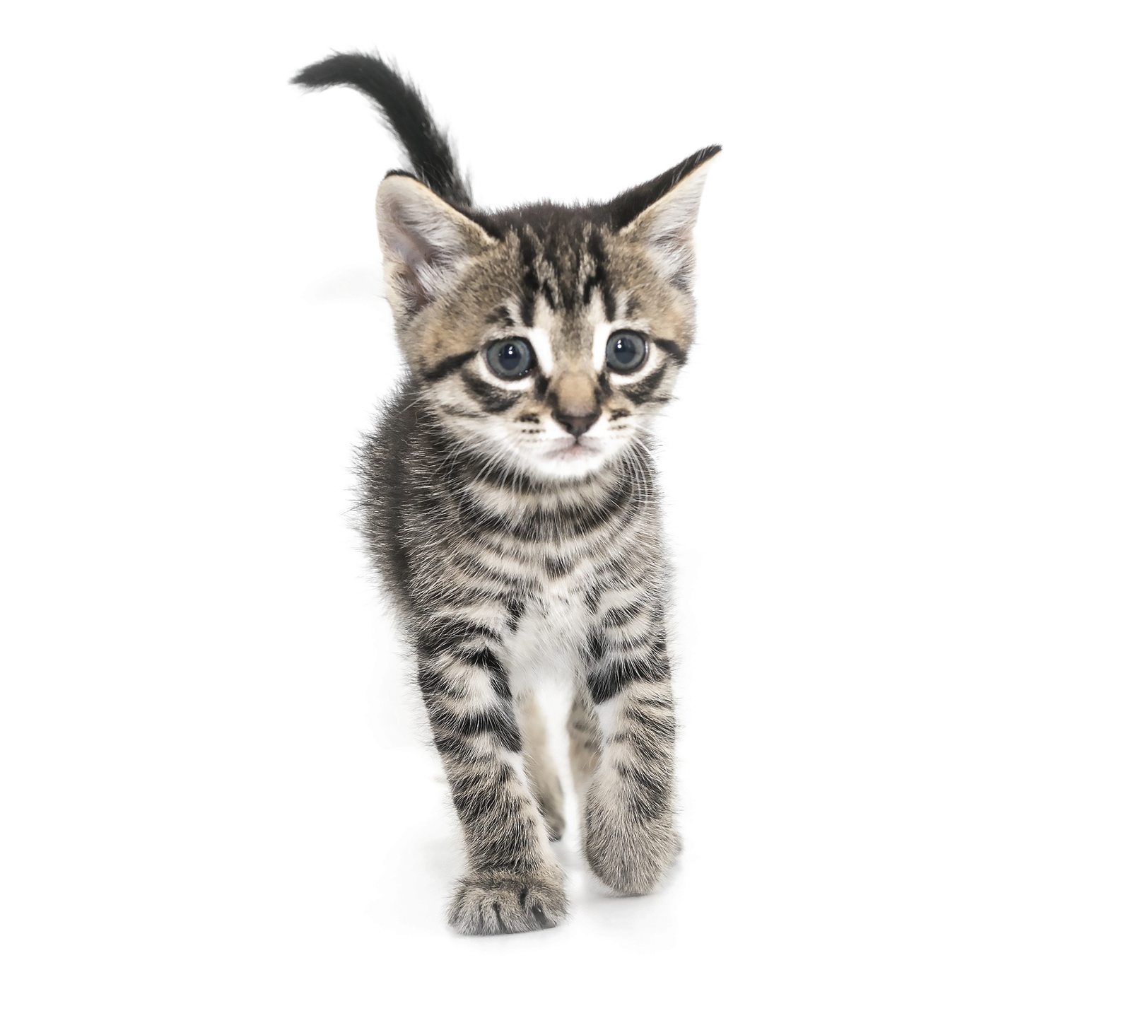 Cute Kitten Png HD Free Download