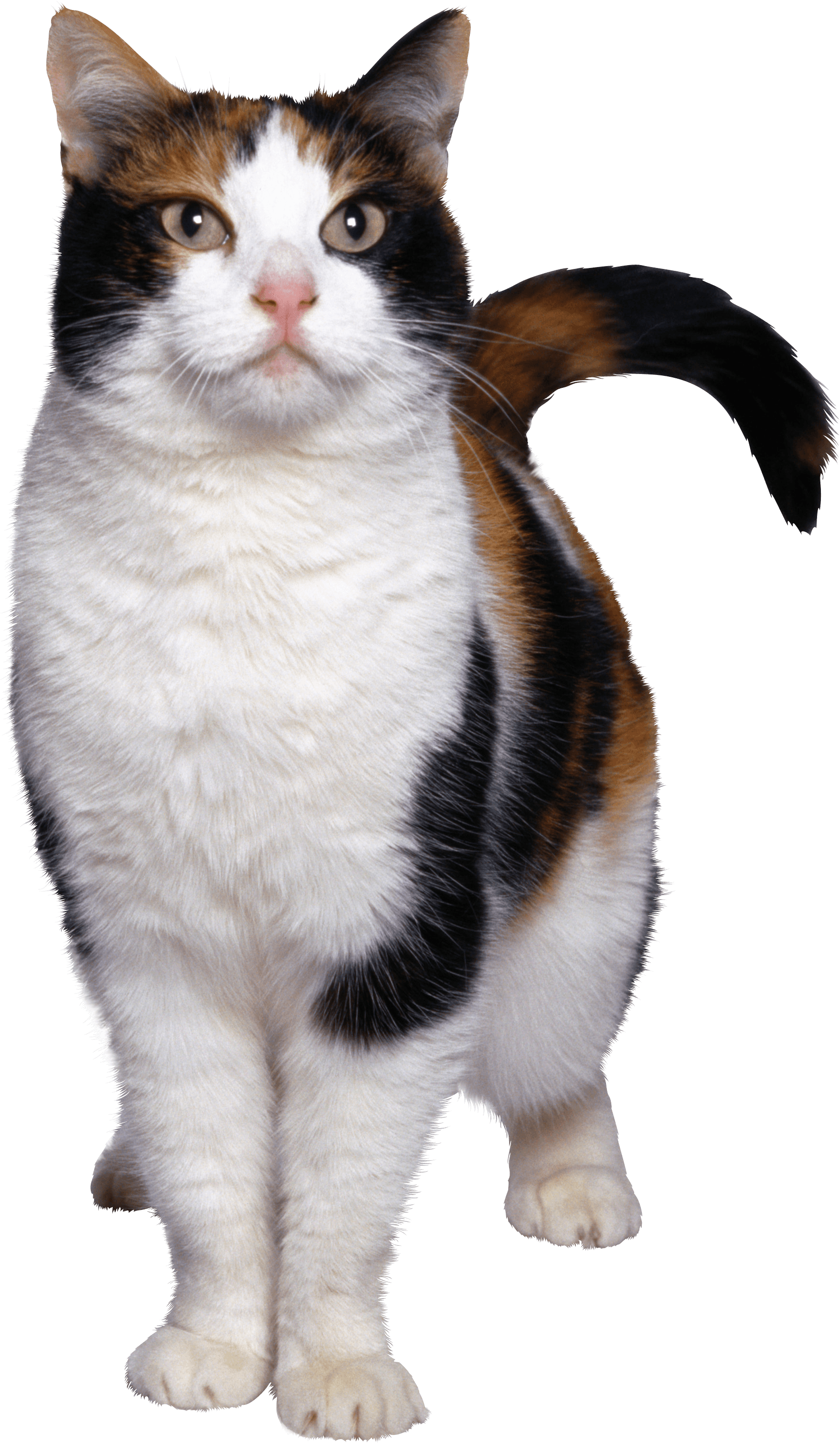 Cute Kitten Png HD Free Download