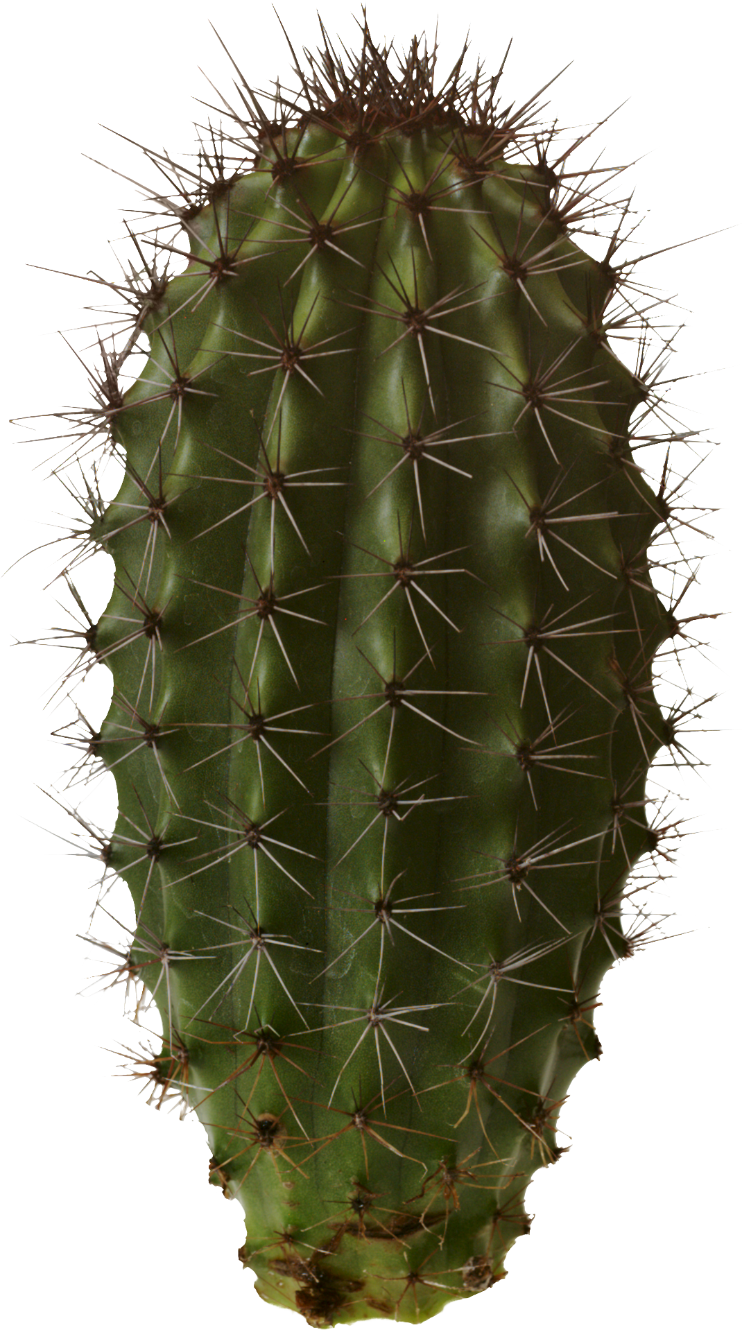 Cactus Prickle Png HD Free Download