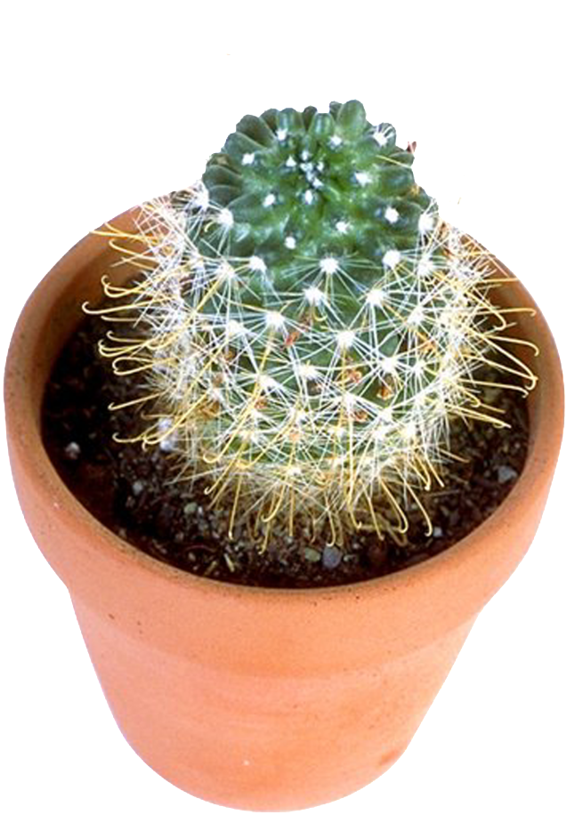 Cactus Prickle Png HD Free Download