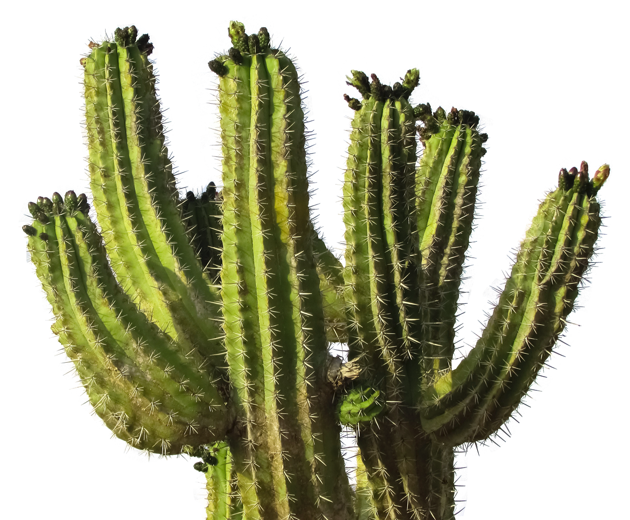 Cactus Prickle Png HD Free Download