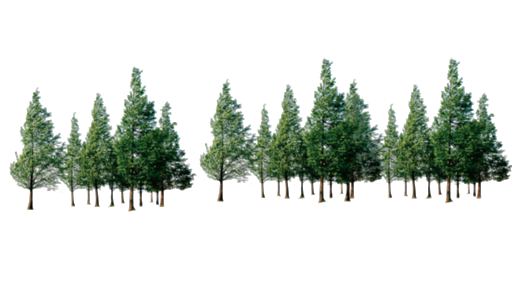 Pic Tree Forest Transparent Png HD Free Download