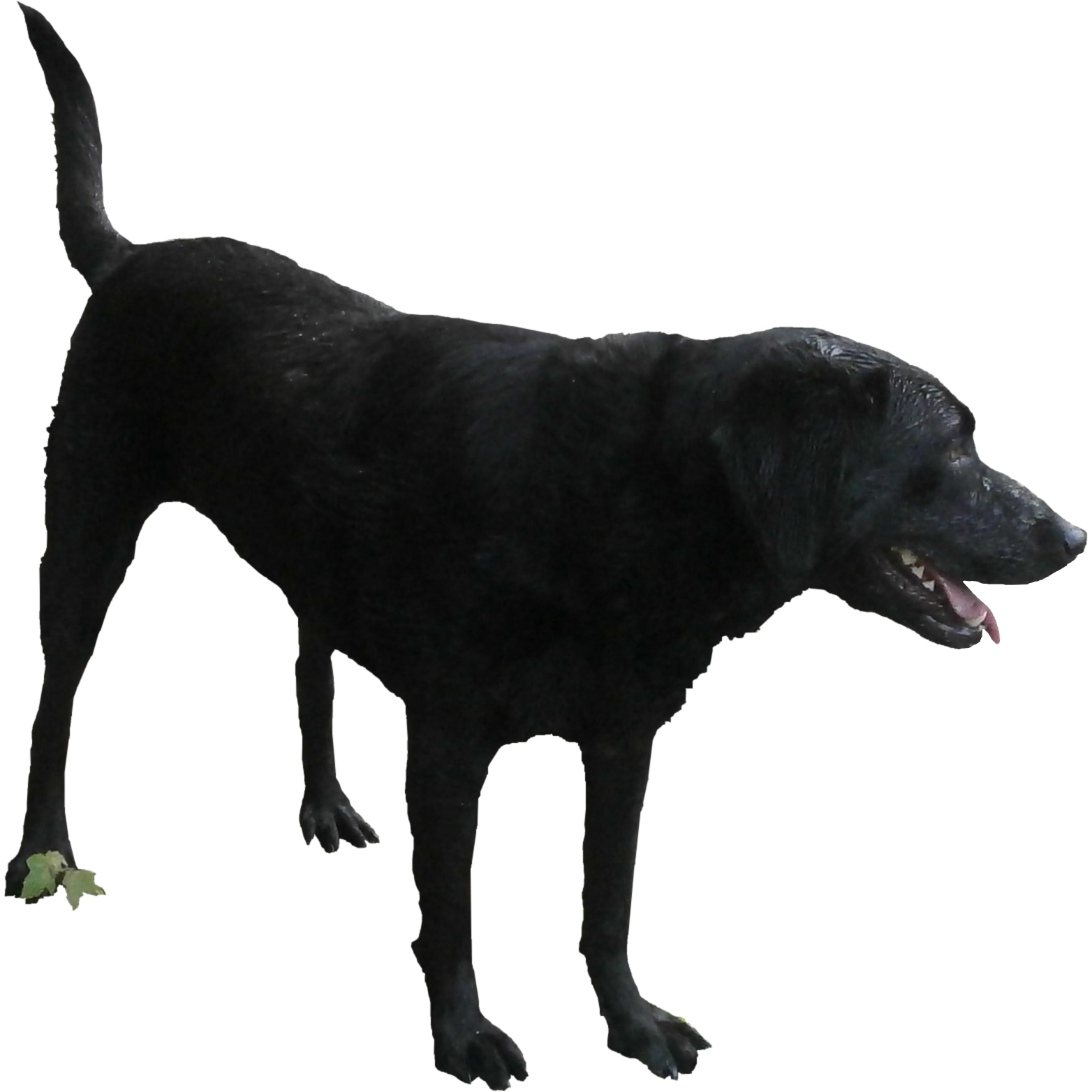 Standing Black Labrador Dog Png HD Free Download