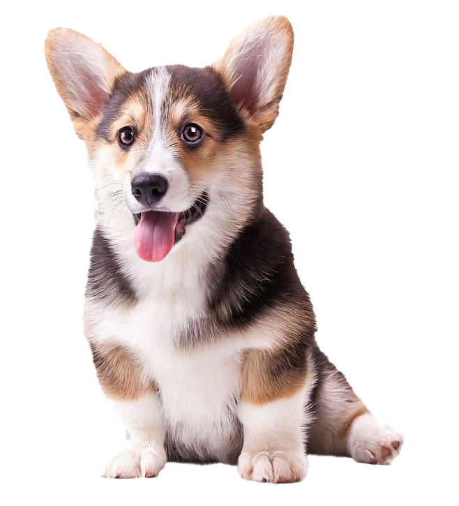 Cute Pic Dog Corgi Png HD Free Download