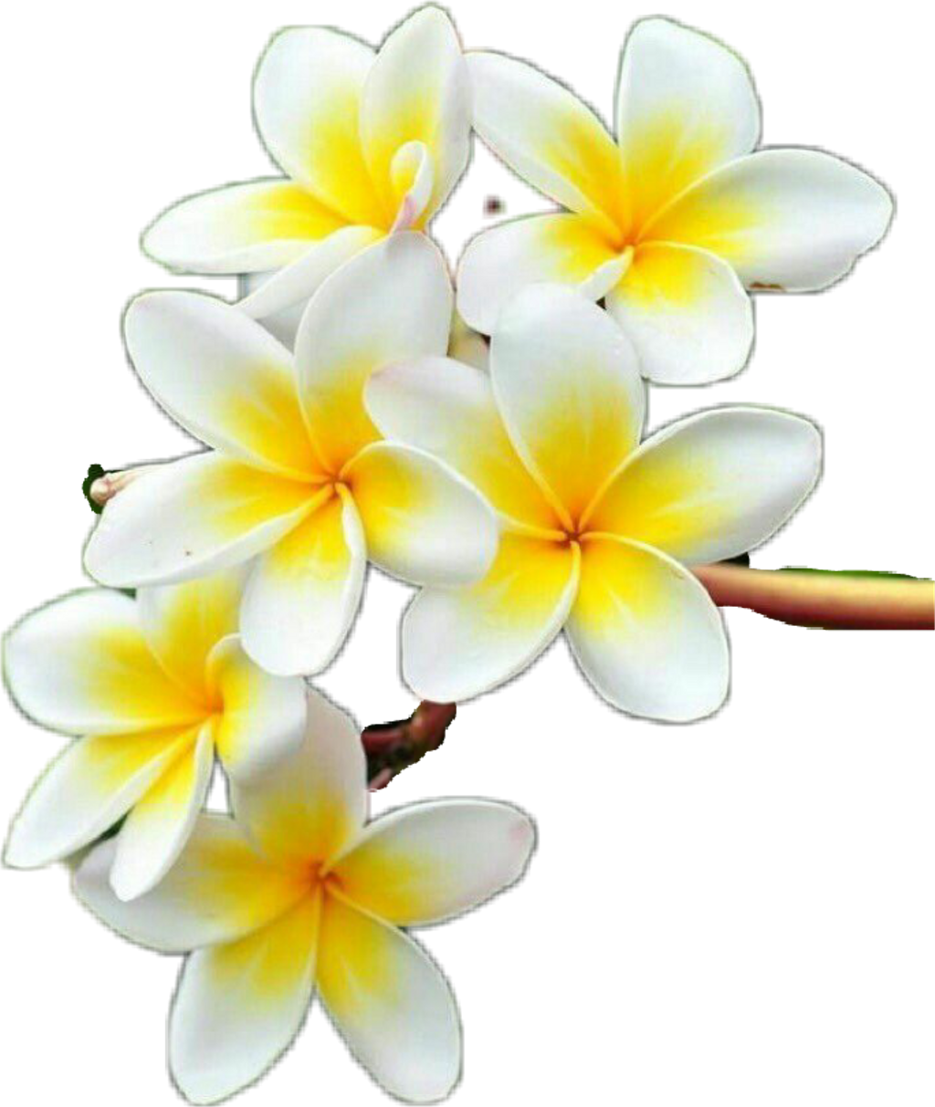 Frangipani Flower Transparent Png HD Free Download