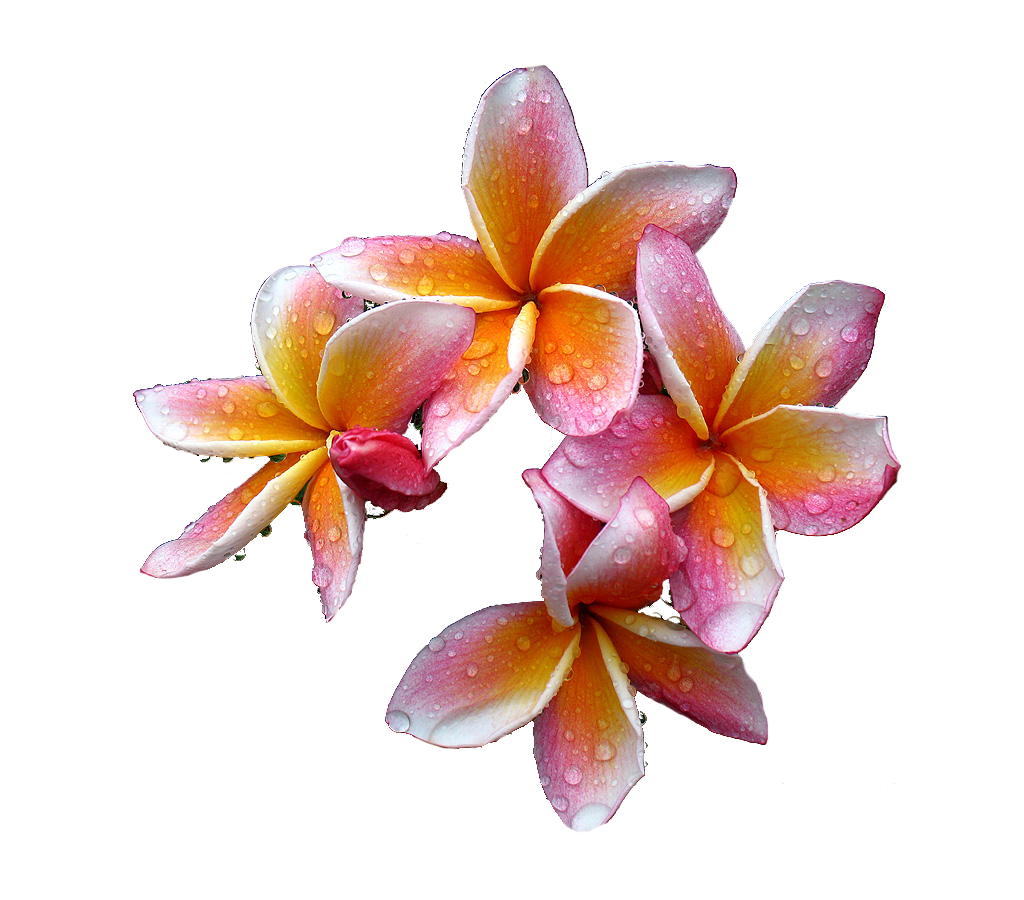 Frangipani Flower Png HD Free Download