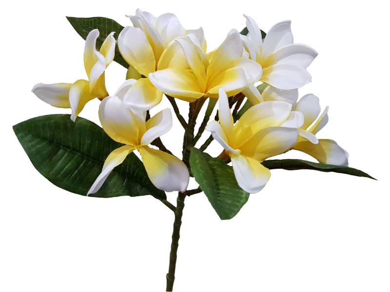 Frangipani Flower Pic Png HD Free Download