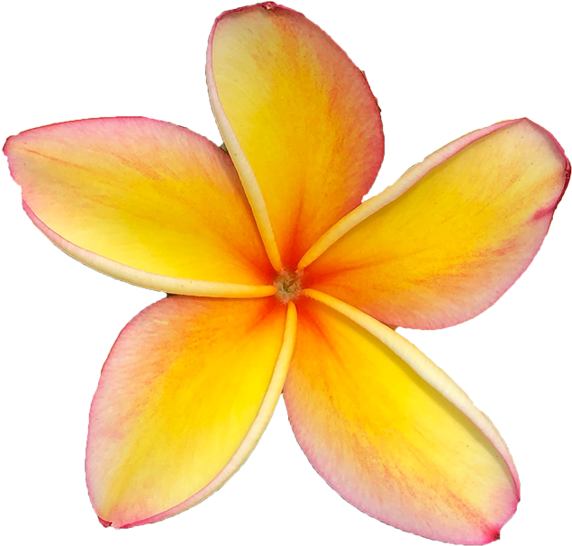 Frangipani Transparent Png HD Free Download