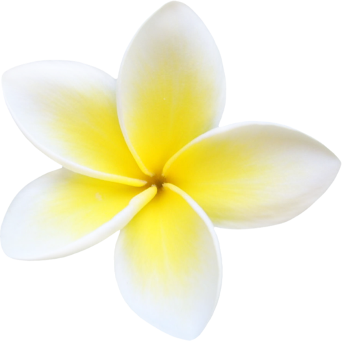 Frangipani White Flower Png HD Free Download