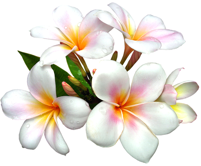 Frangipani White Flower Pic Png HD Free Download