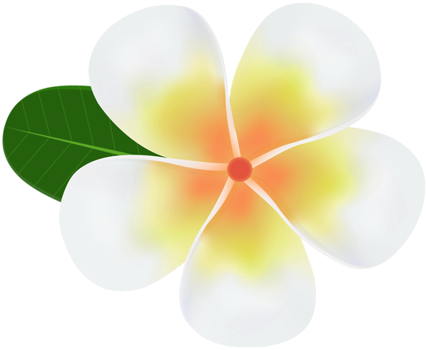 Frangipani White Flower Png HD Free Download