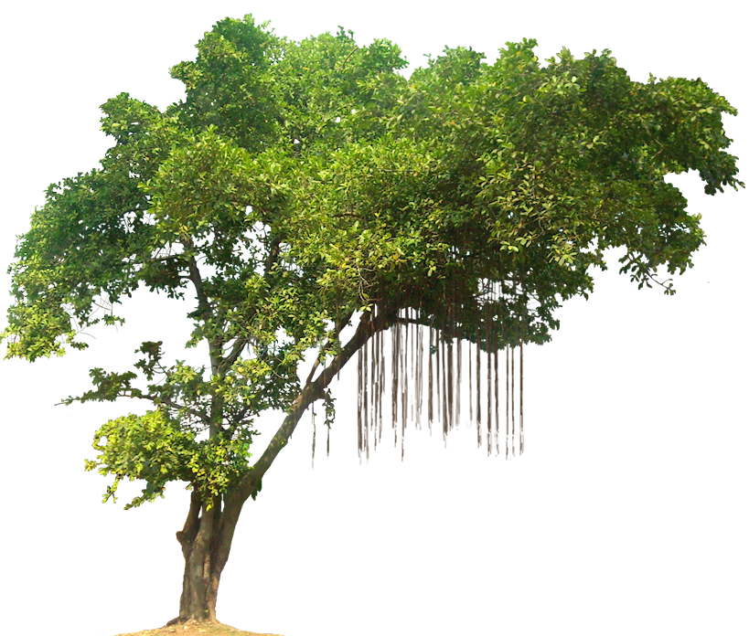 Tree Green Forest Transparent Png HD Free Download