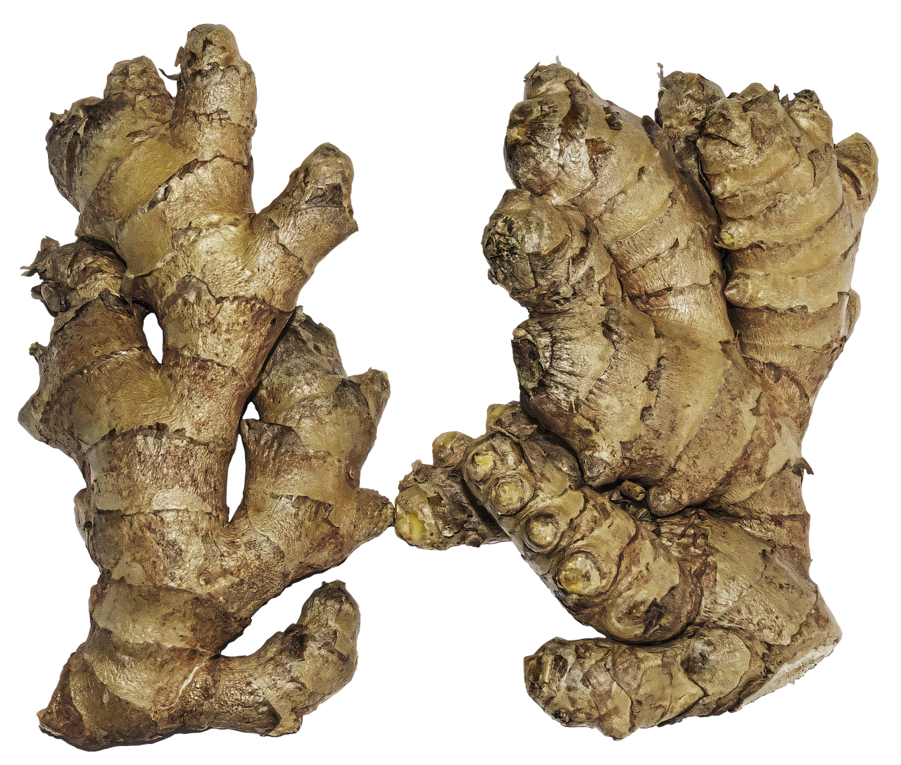 Fresh Galangal Png HD Free Download