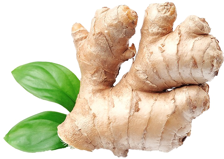 Organic Galangal Png HD Free Download