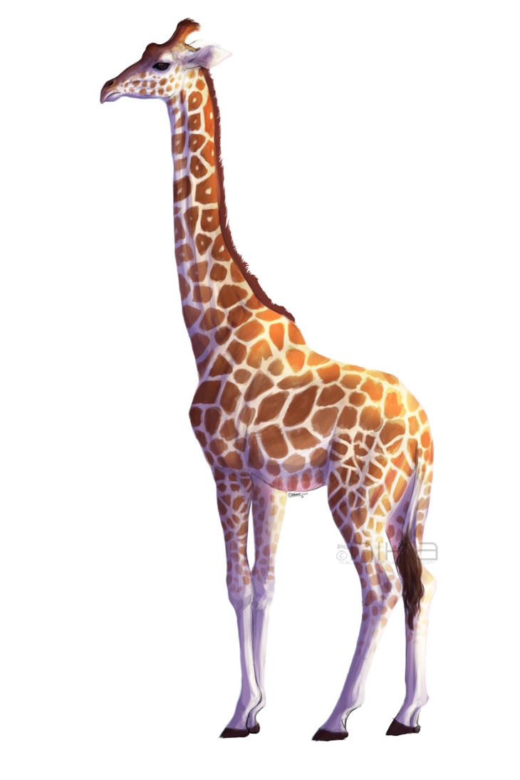 Giraffe African Clipart Png HD Free Download