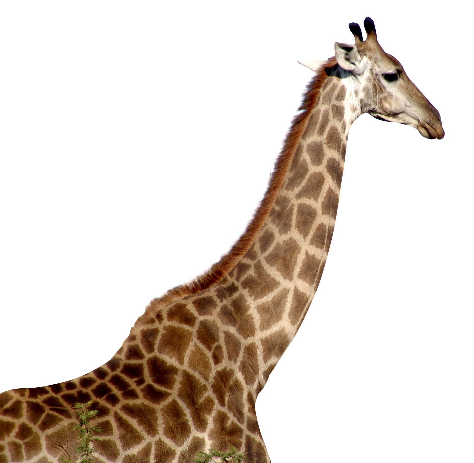 Giraffe African Clipart Png HD Free Download