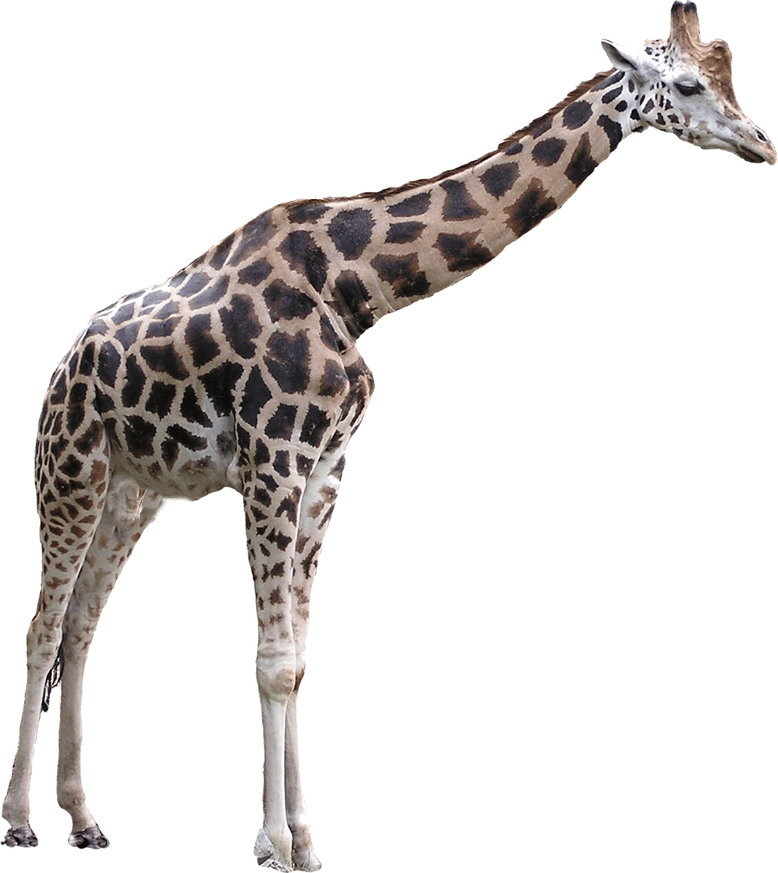 Giraffe Png HD Free Download