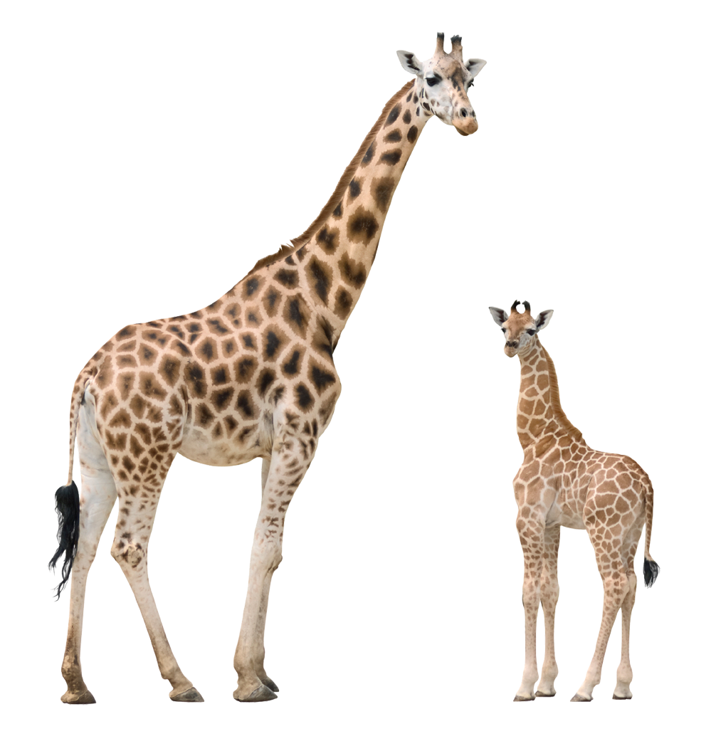 Giraffe Png HD Free Download