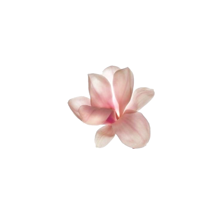 Pink Frangipani Flower Transparent Png HD Free Download