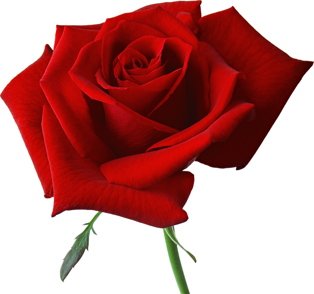 Bouquet Rose Red Png HD Free Download