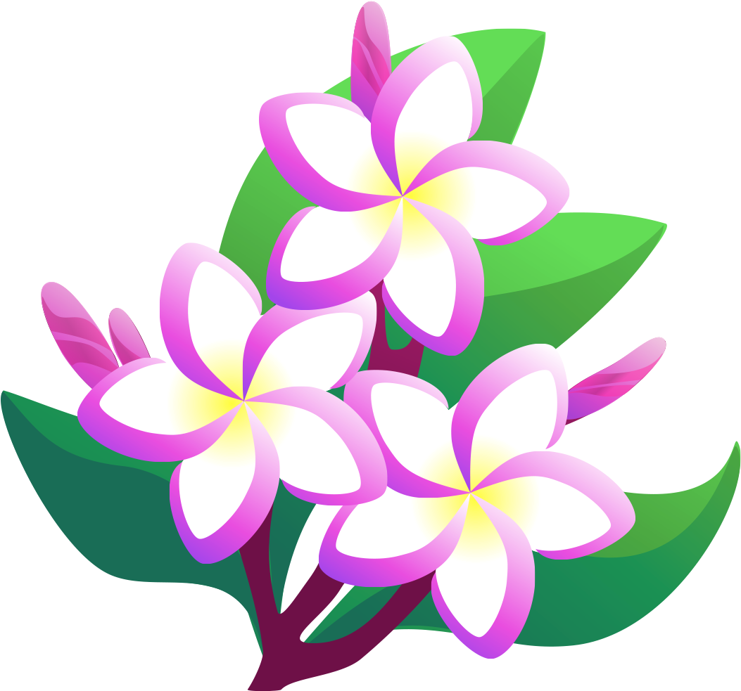 Pink Frangipani Vector Transparent Png HD Free Download