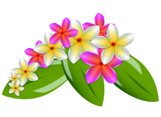 Pink Frangipani Vector Clipart Png HD Free Download