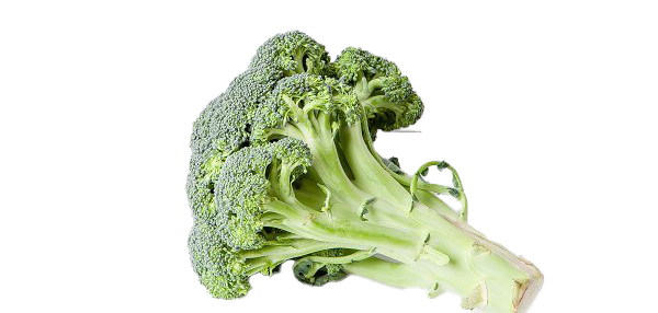 Green Broccoli Png HD Free Download