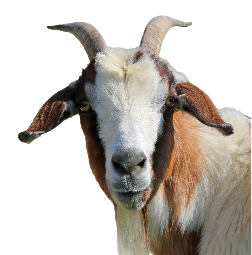 Goat Png HD Free Download