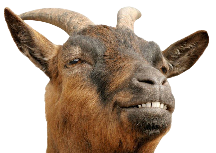 Goat Png HD Free Download