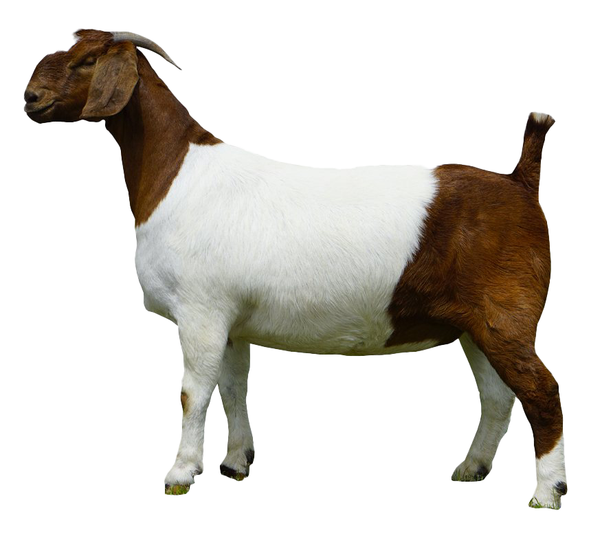 Photos Goat Png HD Free Download