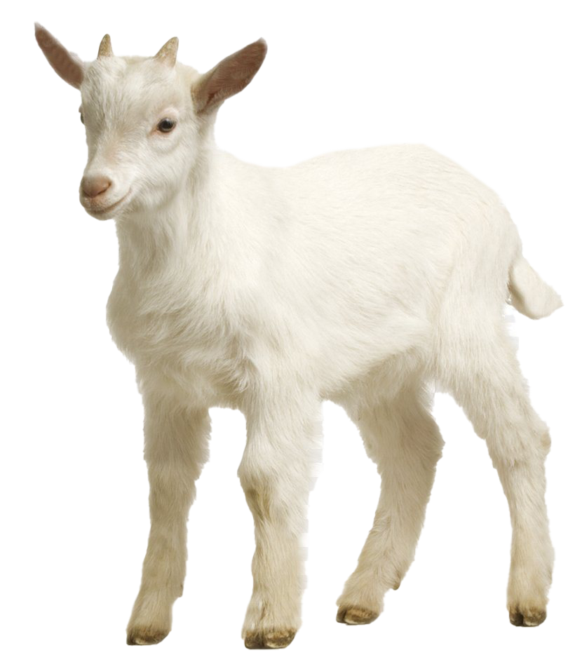 Picture White Goat Clipart Png HD Free Download