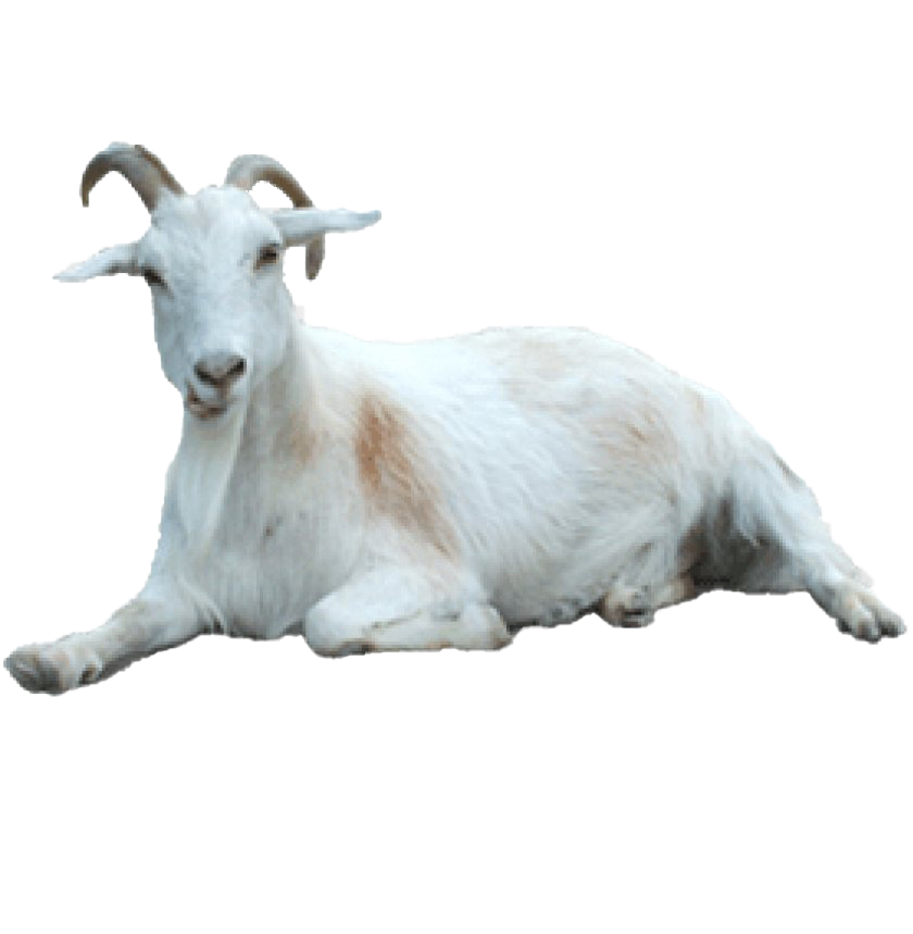 White Goat Png HD Free Download