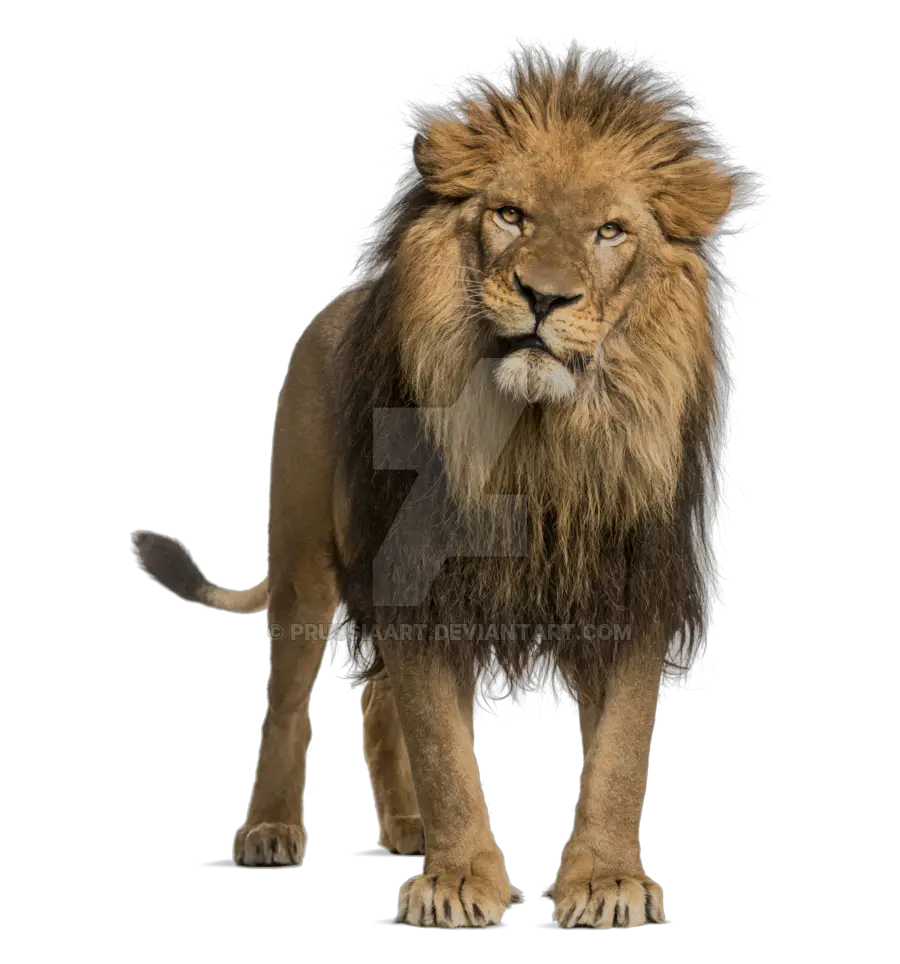 Adult Lion Transparent Background Prussiaart  HD Free Download