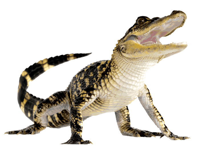 Alligator Komodo Dragon Clip Art Clipart Panda Clipart Images  HD Free Download