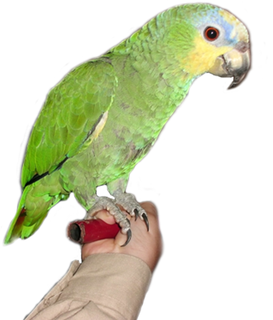 Amazon Parrot PNG Images Geo PNG Images HD Free Download