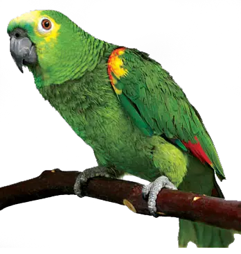 Amazon Parrot PNG Images Geo PNG Images  HD Free Download