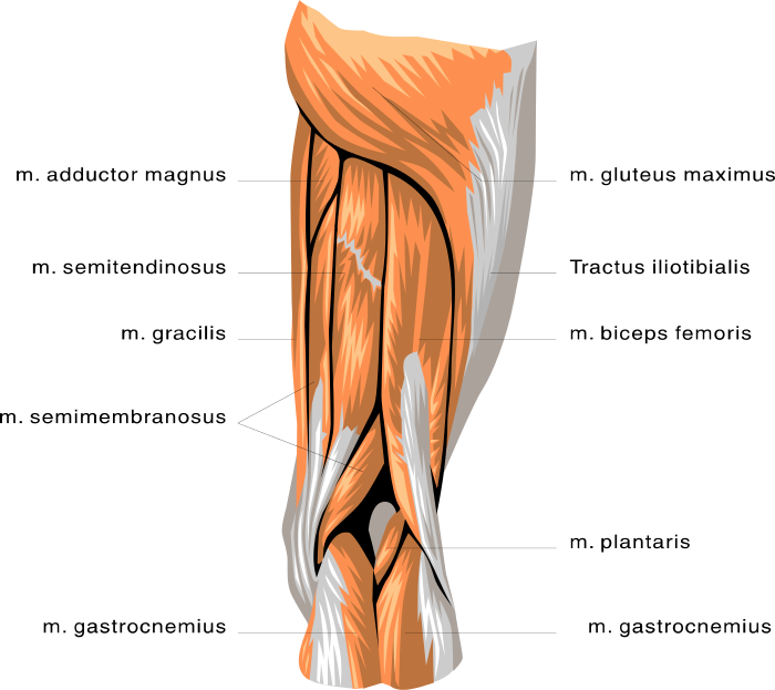 Anatomy Leg Muscles Medical Anatomy Muscle Anatomy Leg Muscles Html  HD Free Download