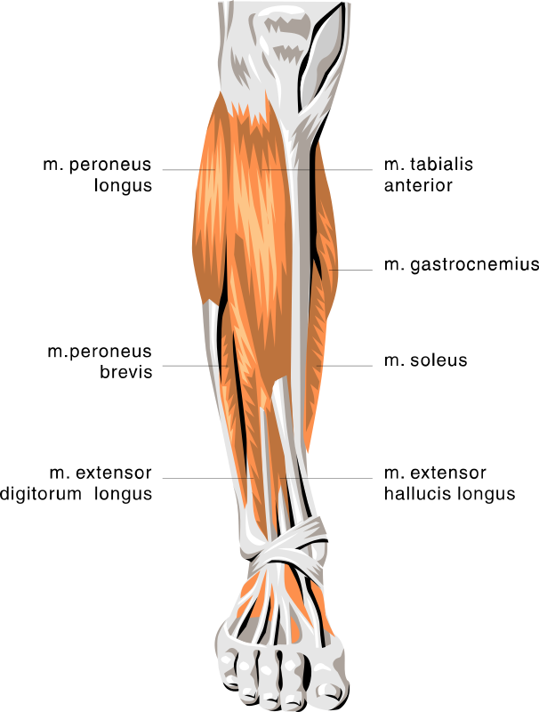 Anatomy Lower Leg Muscles Medical Anatomy Muscle Anatomy Lower Leg Muscles Html  HD Free Download