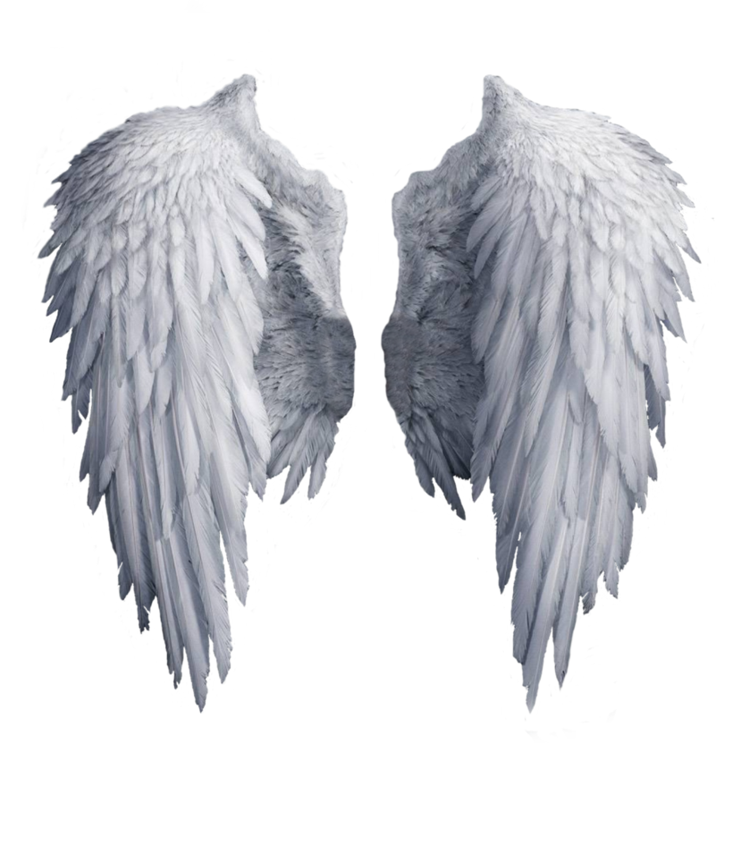 Angel Wings PNG Shadow Nemo Deviantart  HD Free Download