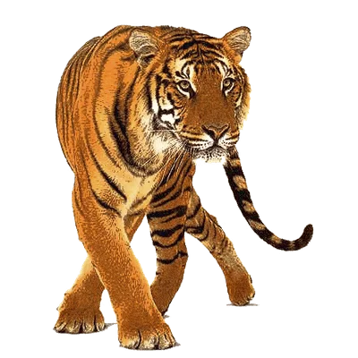 Animals Beautiful Tiger Front Transparent PNG Stickpng  HD Free Download