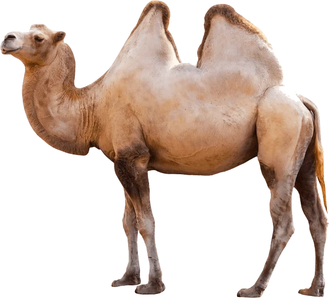 Animals Camel Transparent PNG Stickpng  HD Free Download