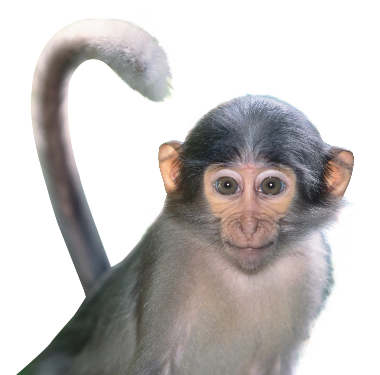 Animals Monkey Animal PNG Transparent Images Images  HD Free Download