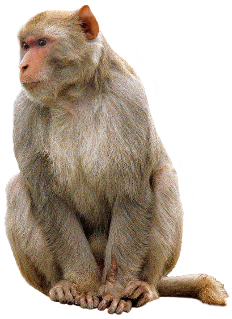Animals Monkey Animal PNG Transparent Images Images  HD Free Download