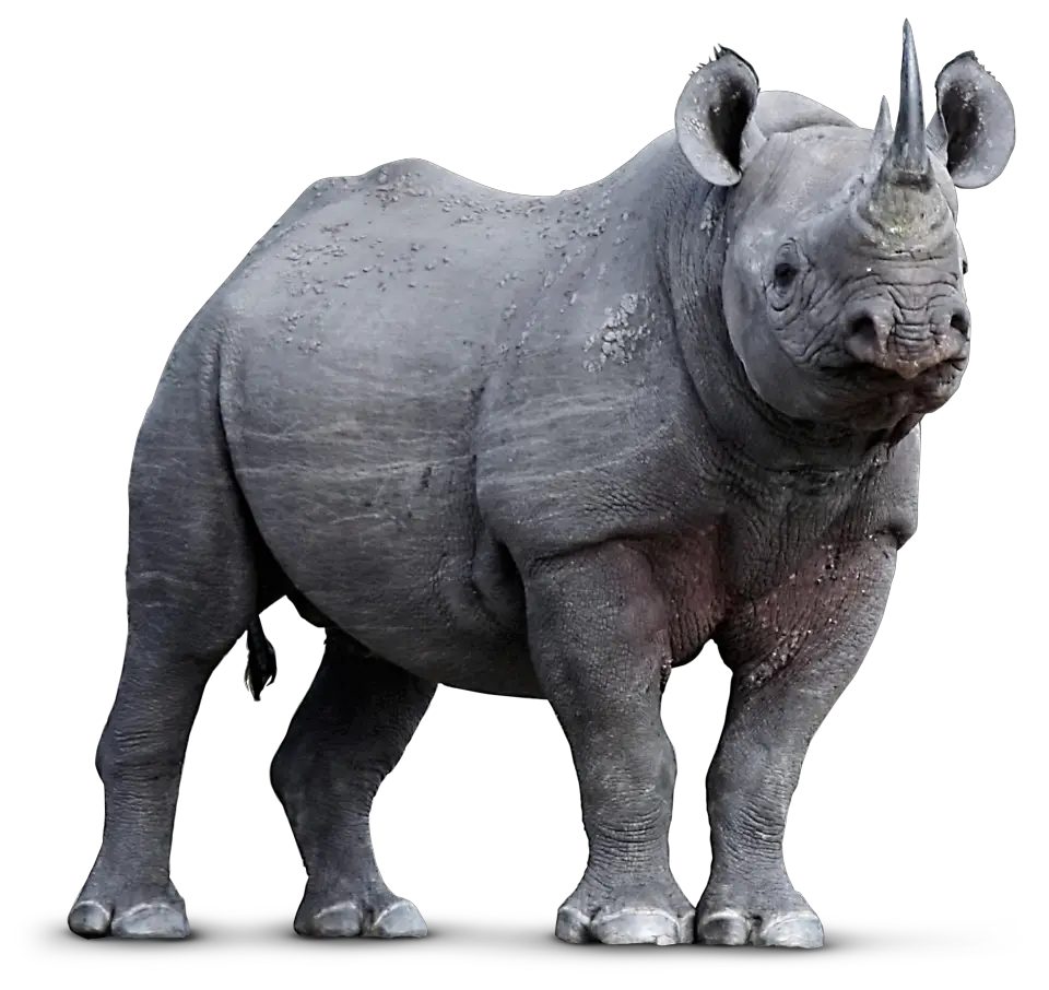 Animals Endangered Animal Facts For Kids Find Out  HD Free Download