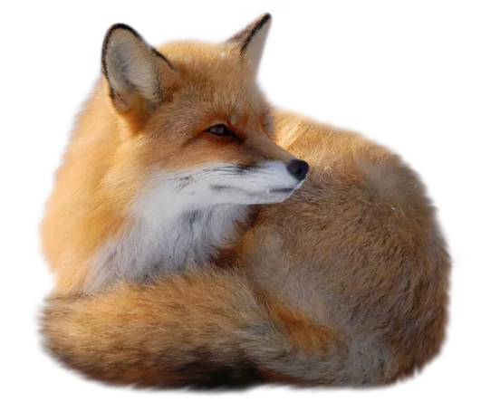 Animals Fox Picture Clipart Gallery High Quality HD Free Download
