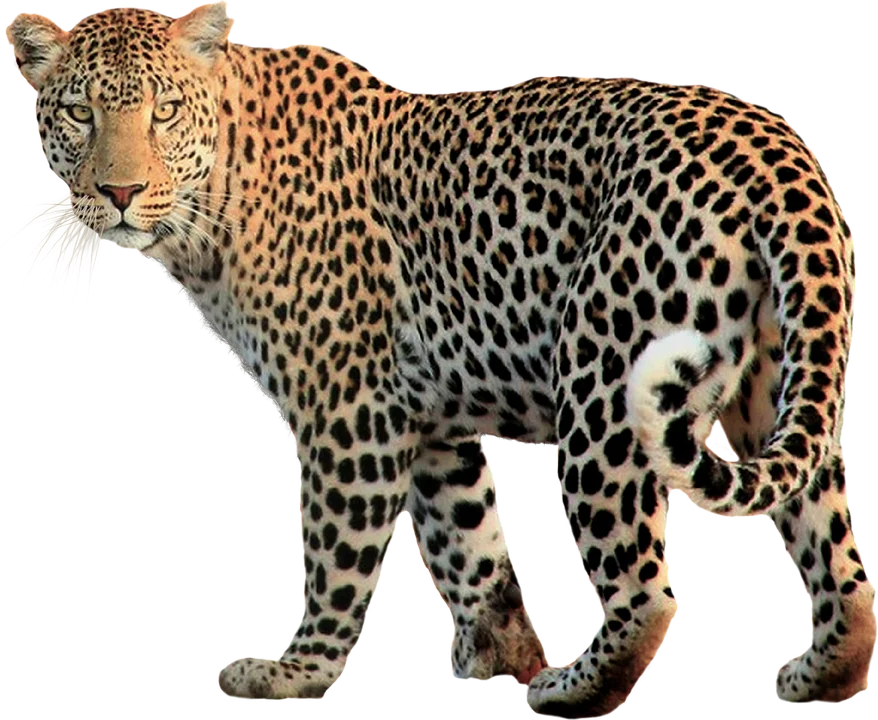 Animals Photo Isolated Animal Leopard Cat Image  HD Free Download