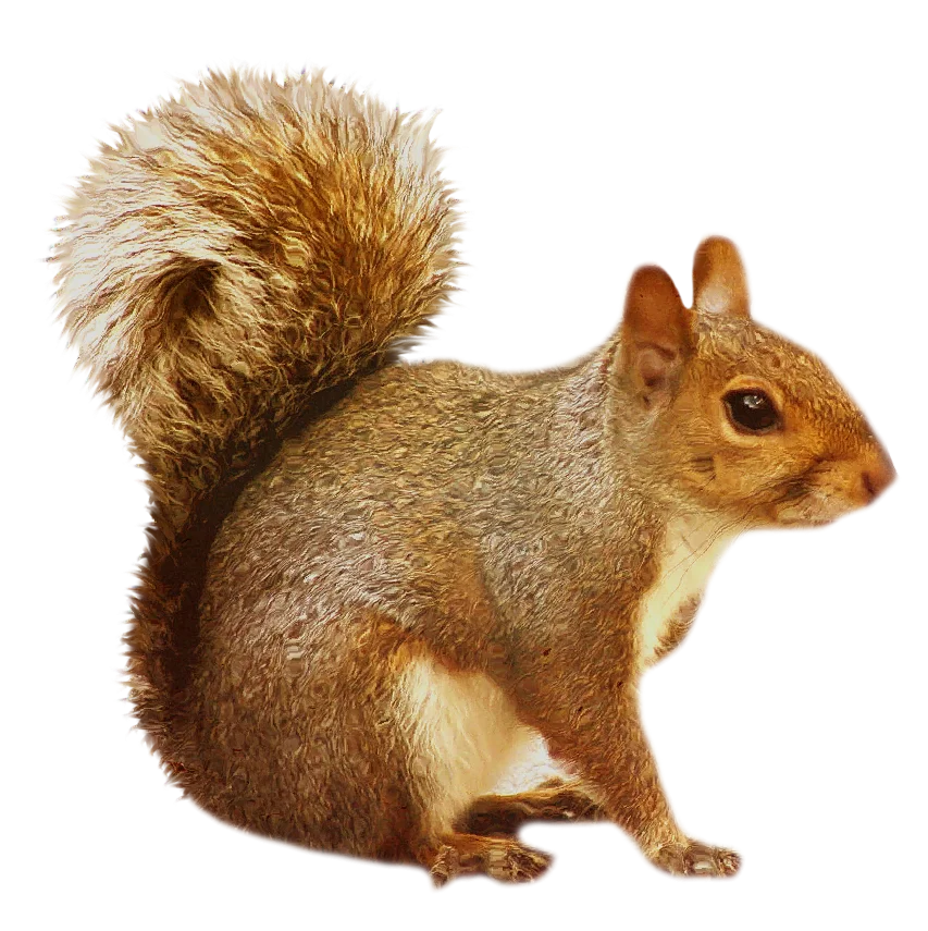 Animals Squirrel Removal Ortonville Bat Removal And Prevention Inc  HD Free Download